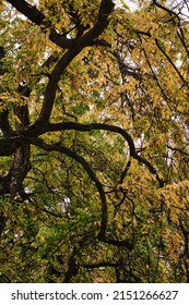 A Low Angle Shot Of Colorful Trees Of Autumn Season In City Park, Oradea, Romania