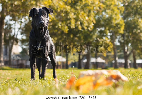 Low Angle Shot Curious Black Dog Stock Photo Edit Now 725113693