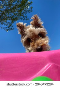 Low Angle Shot Of Curious Little Dog Peeking Into Bright Pink Kiddie Pool With Blue Sky And Tree Leaves In Background 