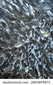 Low angle shot of a dense school of yellowstripe scad fish swimming underwater.