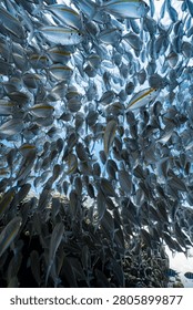 Low angle shot of a dense school of yellowstripe scad fish swimming underwater.