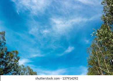 Low Angle Shot Of Eucalyptus Trees With Blue Sky