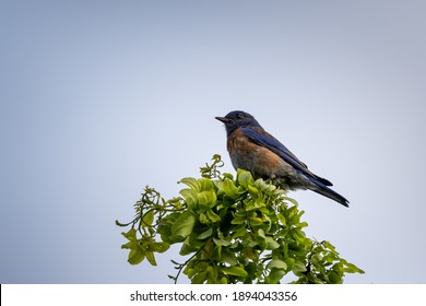 A Low Angle Shot Of An Exotic Bird Sitting On Top Of A Tree