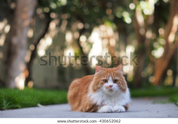 Low Angle Shot Exotic Long Hair Stock Photo Edit Now 430652062