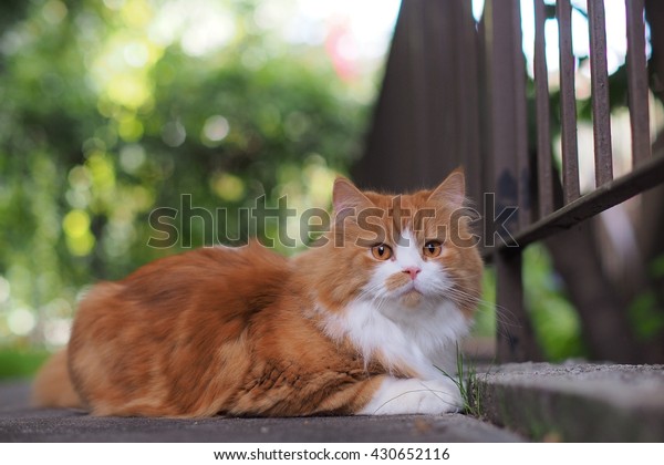 Low Angle Shot Exotic Long Hair Stock Photo Edit Now 430652116