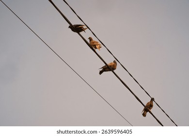 Low angle shot of flock of pigeons lined up neatly on power lines. A group of birds perched on a power line to rest, search for prey, monitor the environment, and avoid predators. Negative Space