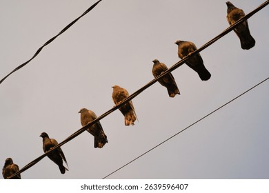 Low angle shot of flock of pigeons lined up neatly on power lines. A group of birds perched on a power line to rest, search for prey, monitor the environment, and avoid predators. Negative Space
