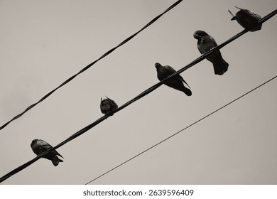 Low angle shot of flock of pigeons lined up neatly on power lines. A group of birds perched on a power line to rest, search for prey, monitor the environment, and avoid predators. Negative Space