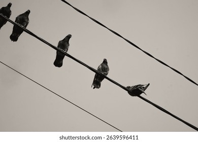 Low angle shot of flock of pigeons lined up neatly on power lines. A group of birds perched on a power line to rest, search for prey, monitor the environment, and avoid predators. Negative Space