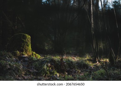 A Low Angle Shot Of A Forest In A Dark