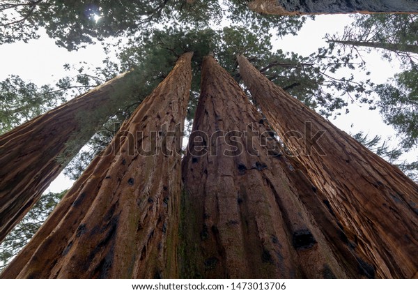 Low Angle Shot Giant Sequoias Sequoia Stock Photo Edit Now