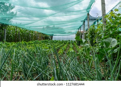 Low angle shot of green food plants under a green shading net in a garden.