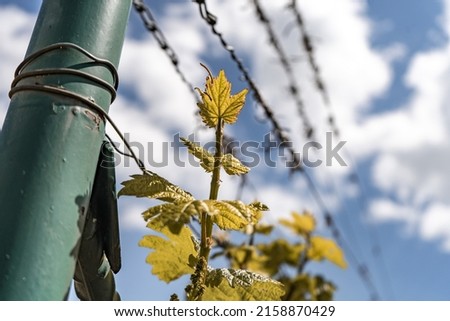 A low angle shot of a green grapevine growing in a vineyard tied to barbed wires