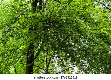 A Low Angle Shot Of Green Tree In A Park