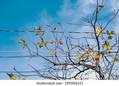 A Low Angle Shot Of Growing Common Persimmon Tree