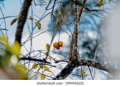 A Low Angle Shot Of Growing Common Persimmon Tree