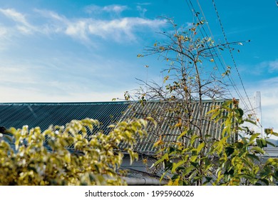 A Low Angle Shot Of Growing Common Persimmon Tree