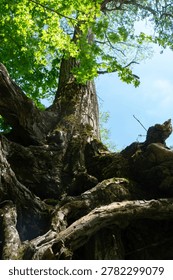 Low angle shot of a large ancient tree with massive roots and green canopy against a blue sky.