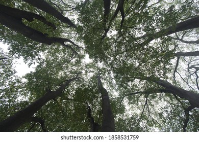 Low Angle Shot Looking Up Into Tree Tops, No People Are Visible.