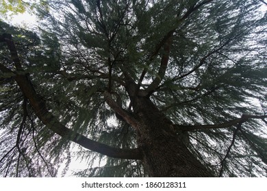 Low Angle Shot Looking Up Into Tree Tops, No People Are Visible.