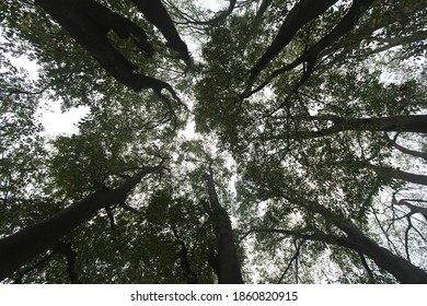 Low Angle Shot Looking Up Into Tree Tops, No People Are Visible.