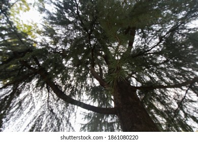 Low Angle Shot Looking Up Into Tree Tops, No People Are Visible.