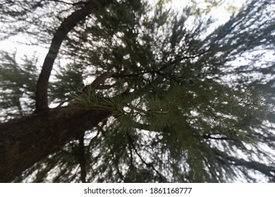 Low Angle Shot Looking Up Into Tree Tops, No People Are Visible.