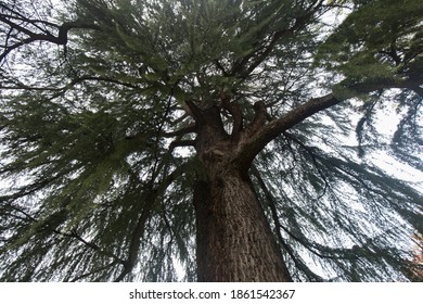 Low Angle Shot Looking Up Into Tree Tops, No People Are Visible.