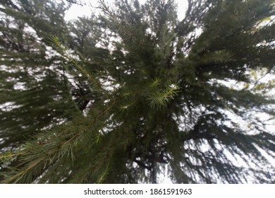 Low Angle Shot Looking Up Into Tree Tops, No People Are Visible.