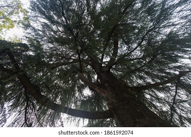 Low Angle Shot Looking Up Into Tree Tops, No People Are Visible.