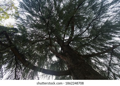 Low Angle Shot Looking Up Into Tree Tops, No People Are Visible.