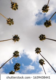 Low Angle Up Shot Looking Straight Up At Rows Of Tall Palm Trees Lining A Suburban California Street.