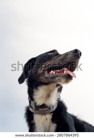 Low angle shot of a mixed-breed dog head looking to the side with foreshortening