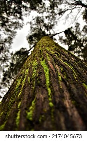 A Low Angle Shot Of A Mossy Tree Trunk