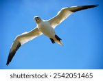 A low angle shot of a Northern Gannet with widespread wings in the blue sky, Helgoland, Germany