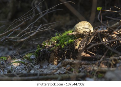 A low angle shot of an old tree roots with green moss and dry branches