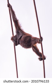 A low angle shot of an Orangutan swinging on ropes in a zoo