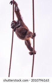 A low angle shot of an Orangutan swinging on ropes in a zoo