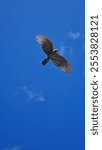 A low angle shot of Pacific baza (Aviceda subcristata) flying against a blue sky