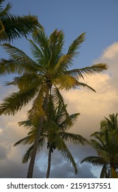 A Low Angle Shot Of Palm Trees In Spanish Town, Virgin Gorda, British Virgin Islands