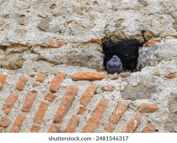 A low angle shot of a pigeon peeking through a hole in a wall - Powered by Shutterstock