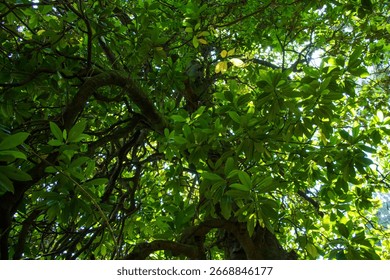 A low angle shot of a pine tree with branches and green leaves with sunlight - Powered by Shutterstock - Get 15% off with code: PIKWIZARD15