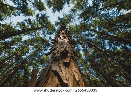 A low angle shot of the pine trees in a forest