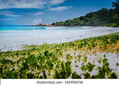 Low Angle Shot Of Remote Anse Coco Beach, La Digue Island, Seychelles. Pristine Blue Crystal Clear Water, Palm Trees And Wide Sandy Beach