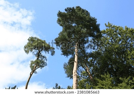 Low angle shot of Scots Pine trees against a blue sky Studley Royal Yorkshire