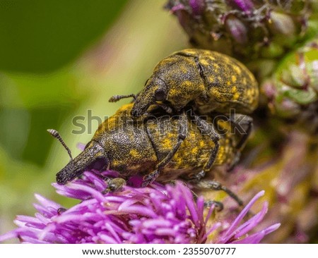 Low angle shot showing two mating Canada Thistle Bud Weevils on a thistle flower head