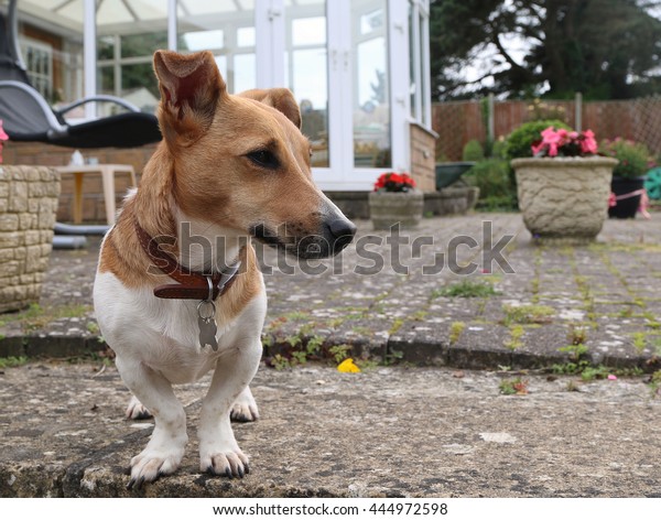 Low Angle Shot Small Dog Stock Photo Edit Now 444972598