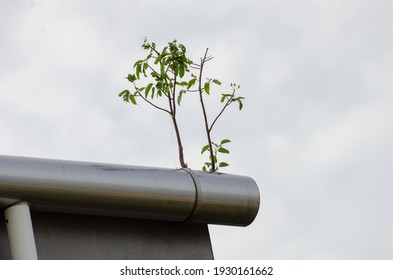 A low angle shot of small growing plants on a pipe on a roof - Powered by Shutterstock