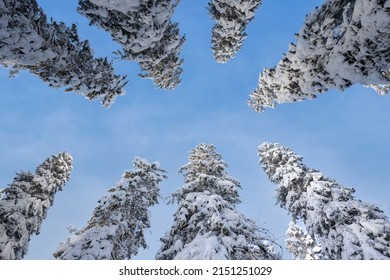a low angle shot of snow covered treetops in Puijo forest in Finland on a sunny winter day