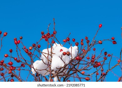 A Low Angle Shot Of Some Snow On A Rose Hip Tree Twigs Against A Blue Sky On A Sunny Day